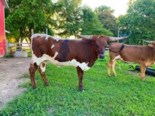 GONE COUNTRY