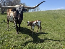 Lionheart x Ettie Bull Calf